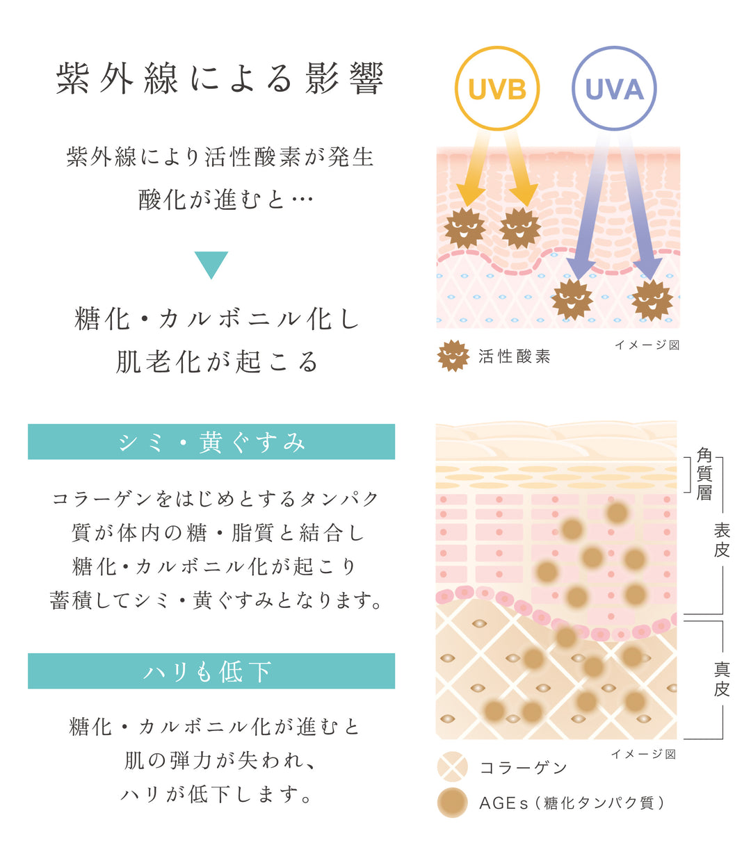 紫外線による影響から糖化・カルボニル化が進むと肌老化が起きる、という内容の図｜リゾナス