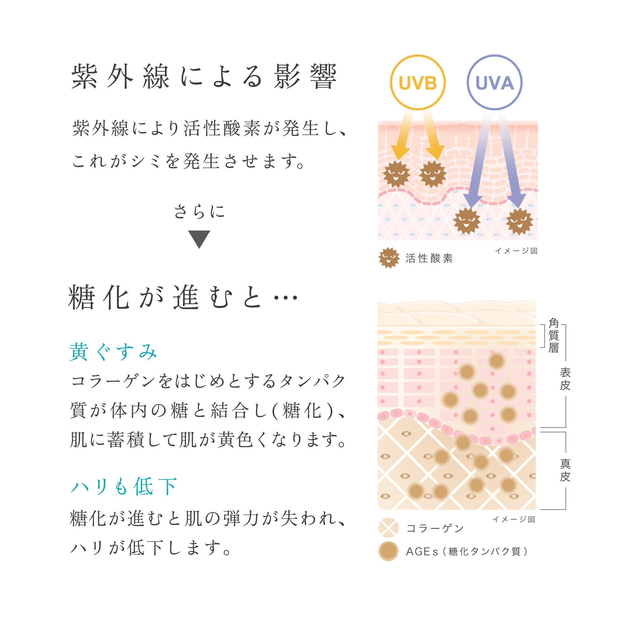 ソルプロプリュス ホワイト サプリメント – リゾナスオンラインストア